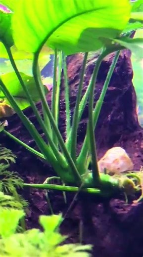 Why Anubias Release bubbles In A Co2 Aquarium