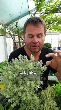 Znáte okrasný tymián? Krásný v zahradě, u kamenů nebo ve spáře.