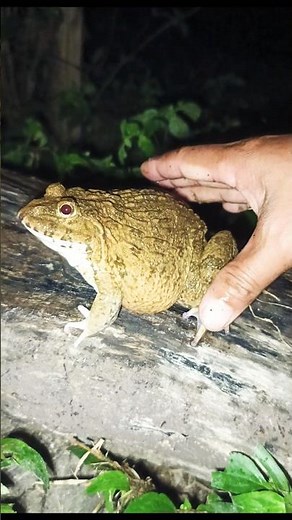 Cute bullfrog jump so funny🐸😁 #frog #fun #funnycatches #funnyanimals #funny #animals