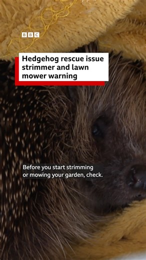 64K views · 765 reactions | This hedgehog rescue has issued a warning for anyone about to mow their lawn | BBC Yorkshire | Facebook