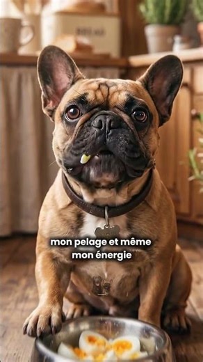 “Tu crois bien nourrir ton chien… mais certains aliments peuvent littéralement changer sa vie 🐶
