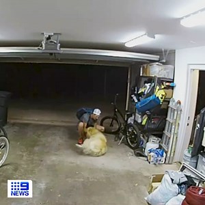 He might be a good boy, but this golden retriever is no guard dog... A burglar in San Diego was caught in the act of stealing a $USD1,300 bicycle, but the family's dog was just excited to make a new friend. #9News | WATCH LIVE 6pm | 9 News