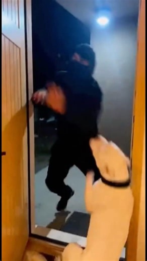 ¡SE ARREPINTIÓ! Entró a robar y salió corriendo por SU VIDA 🏃‍♂️💨