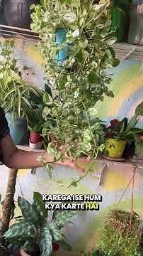 NJoy Pothos Propagation: From One Plant to Many #shorts