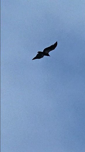 Watch the majestic California Condors soar above the high peaks of Pinnacles. #Condors #Nature