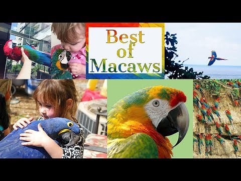 Best of Macaws | Funny Macaw Parrots | Funny Parrots Compilation 2018