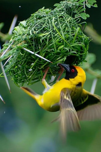 Most Beautiful Birds in the World: Ultimate Wildlife List