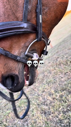 Fast relief or long-term calm? We’ve got your horse covered 🐴💨 When stress hits, reach for BetaCALM Paste — a quick and easy way to help your horse feel calm and focused before travel, training, or competition… Each syringe contains 3 serves (10mL per 500kg horse) — just mix into feed 1 hour before a stressful event for fast-acting relief 🍏✨ For lasting results, support everyday calm with BetaCALM Powder, a daily supplement that helps manage nerves and maintain a relaxed temperament… Use for 