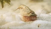 Triops, also called tadpole shrimp are among the oldest living...