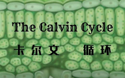 就是这么干的干货：卡尔文循环-1【The Calvin Cycle】【中英双语】【生物化学】