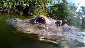 128K views · 1.6K reactions | Spy Creatures and their new wild friends rely on each other to look out for predators. Tune in Wed. at 8|7c on PBS. | Nature | PBS | Facebook