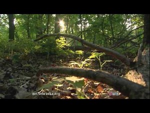 A Day in Fontenelle Forest | Nebraska Stories | NET Nebraska