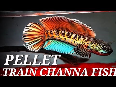 How to Pellet Train Channa Fish for Faster Growth & Health. Snakehead fish pellet training