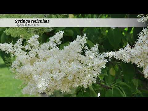 Japanese tree lilac (Syringa reticulata)
