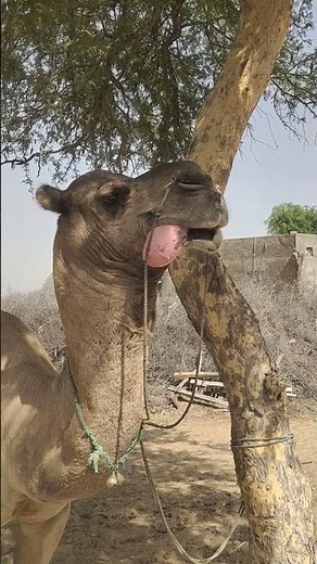 في موسم البرد يخرج الجمل الكبير لسانه ويصدر صوتا يبعث السكينة في قلوب محبيه.