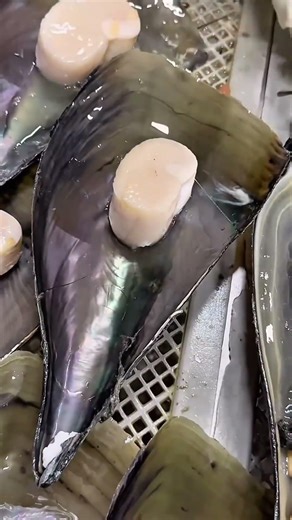 Tasty Seashell Meat Cooking Process.