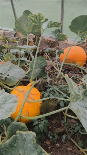 🎃✨ Harvest time at BlueBelle Acres ✨🎃 After months of tending, watering and watching them ripen, we’ve finally cut and gathered our home grown pumpkins from the patch! 🧡 Each one’s got its own bit of character — from perfect carving pumpkins to the sweetest little ones ready for the doorstep. There’s something so satisfying about growing your own — from seed to soil to harvest. 🌱➡️🎃 #BlueBelleAcres #PumpkinPatch #HomeGrown #HarvestTime #AutumnVibes #PumpkinSeason #CountryLiving | BlueBelle 