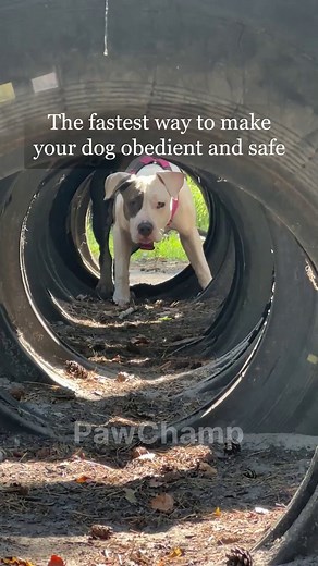 6.5K views |  The one resource you will need to train your dog, solve problems, and have fun together  All the essentials in one place for you and your dog  Detailed instructions with clear illustrations  Easy-to-follow progress checker | 28 Day Dog Obedience Challenge | Facebook