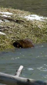 This Animal Controls Rivers Without Machines 🦫🌊 #wildlifeshorts #naturefacts #didyouknow