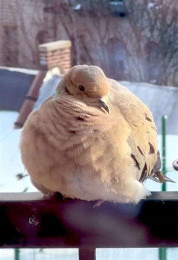 i love you borb #bird #birdwatching #borb #mourningdove #birdsoftiktok | bird videos