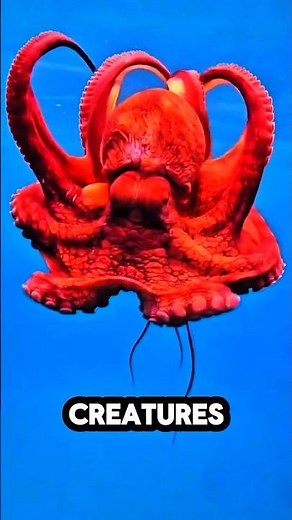 Are Octopuses, Actually Aliens?