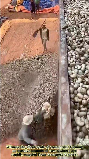 The Incredible Process of Processing and Unloading Raw Cashews