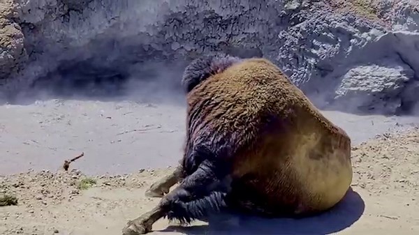 Yellowstone National Park Bison and the Boiling Mud Pot