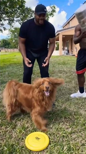 A dog looks like a #shortvideo #guess #funny #viralvideo