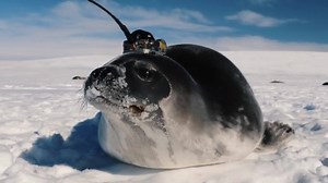 131 reactions · 12 shares | Do you want to go on major ocean expeditions? To run ocean simulations on supercomputers? Do you want to contribute to climate research? The Master’s Programme in Physical Oceanography will give you an overview of the physical laws governing the evolution of ocean currents and the distribution of physical properties. | University of Gothenburg | Facebook