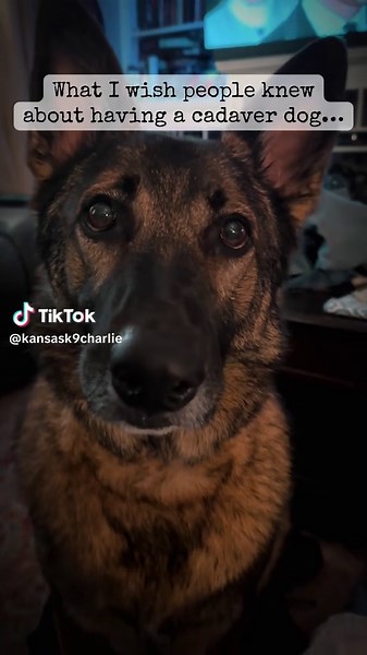 Understanding Cadaver Dogs and Their Vital Role