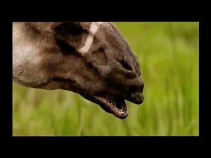 Ancylotherium clip for @antoniowolanin-theantoniow4120 extinct animals