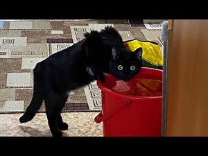 CATs Being Absolute CHAOS for 30 Minutes 😹 Funny Cats Video 2025