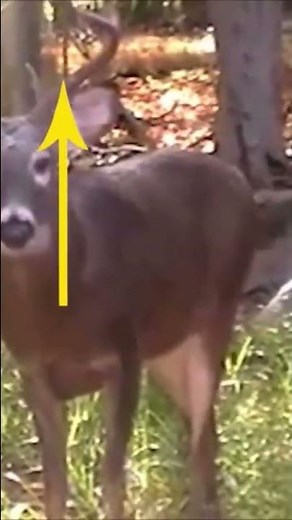 Footage of Bigfoot Hunting Deer! | Squatch Watchers