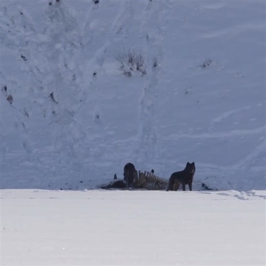 Jeff Reed on Instagram: "Can wolves count? Can we count wolves?"