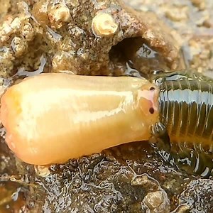 22K views · 214 reactions | Polychaetes are segmented worms. Each body segment has a pair of fleshy protrusions called parapodia that bear many bristles, called chaetae which are made of chitin. #WildlifeWednesday   by Aron Sanchez (@waterbod/IG) | Science Channel | Facebook
