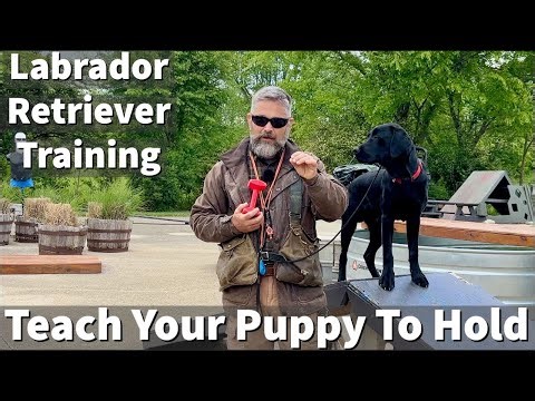 Labrador Retriever Training - Teach Your Puppy To Hold Lesson Excerpt