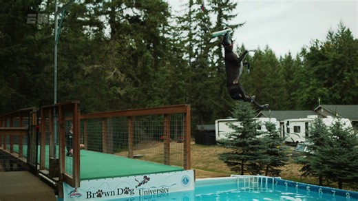 74K views · 44 reactions | This weekend, Spitfire the Whippet was inducted into the Dock Dogs Hall of Fame. One of the few dogs on earth that can fly. Good boy, Spitty! | E60 | Facebook