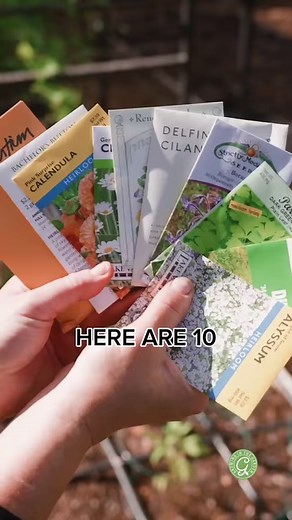 Learning how to grow sweet potatoes is surprisingly easy – just a few plants provide a plentiful harvest. Sweet potatoes aren’t grown from seed–they are started from slips – rooted sweet potato shoots grown from a mature sweet potato. Sweet potatoes need a long warm growing season, are heat-tolerant and drought-resistant, and have very few pests or diseases. #howtogrowyourownfood #growinginthegarden #gardeningtips #vegetablegarden #growyourownfood #organicgarden #desertgarden #arizonagarden #swe