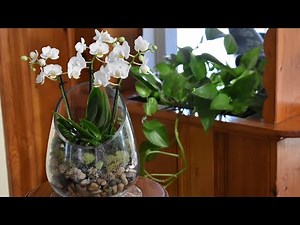 Orchid Terrarium // Mini Phalaenopsis Orchid Open Terrarium DIY //Northlawn Flower Farm