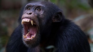 Intelligent chimp able to use tools kills human baby ‘using jungle instruments’