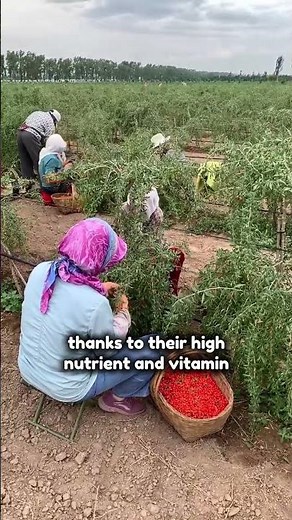 Goji berries prevent chronic disease #shorts #fruit