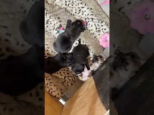 Pugs Playing!