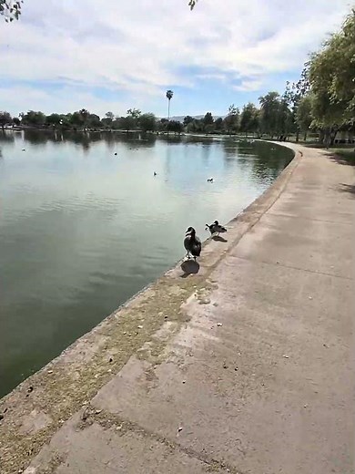 Segway ninebot max g2