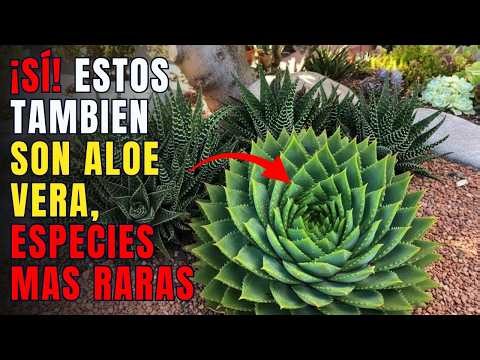 7 Hidden and Beautiful Varieties of Aloe Vera You Should Have at Home