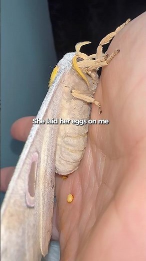 Well that was a surprise! #moths