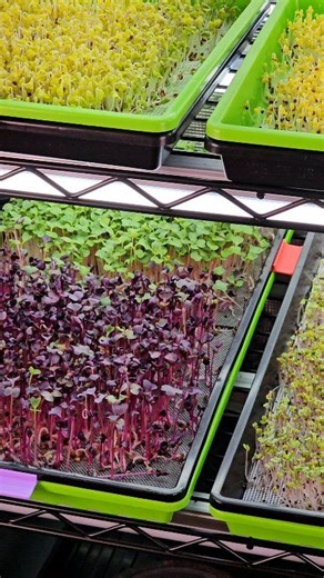 🌱 Did you know microgreens are grown all over the world? Heres why: 🍽 Flavor Chefs around the world use microgreens for their concentrated flavor and visual appeal. Even though they’re young plants, many microgreens have bolder taste profiles than their mature counterparts — from spicy radish to mild broccoli and earthy kale. 🥗 Nutrition Studies have found that microgreens can contain higher concentrations of certain vitamins, minerals, and antioxidants compared to fully grown vegetables. Bec