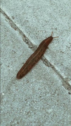 Oh no slug 😱 | Look who I spotted today | It is a slug | Snail without shell