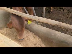 How to Feed & Breed Bulls for Maximum Profit and Fertility