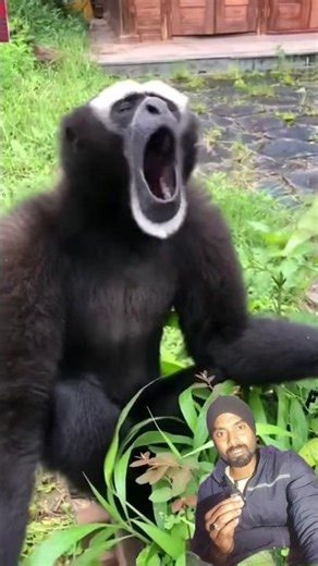 cute monkey sound dankey🤣🙀 #funny #comedy #animals
