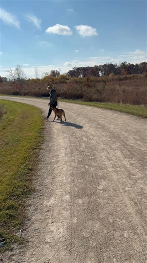 Bear is learning his Heel command, along with auto sit, keeping his owners pace, and left/ right turns.So proud of Bear, such a smart boy. His owners have a true passion for helping Bear learn and grow! I love how involved they are with bears training. | Hercules Dog Training